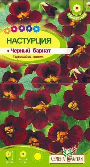 Фиалка Черный Бархат Фото Фиалка Черный Бархат Фото